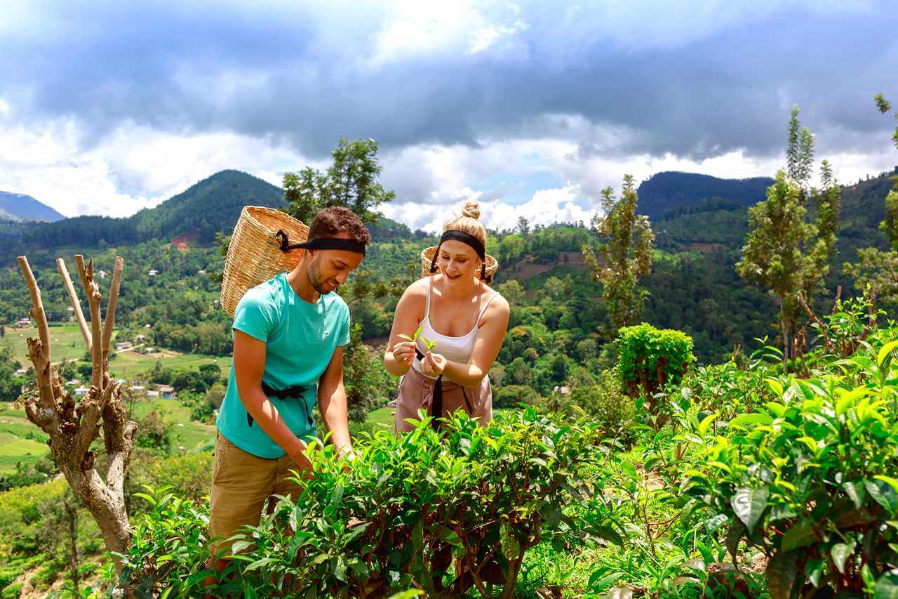 Tea Factory Tour & Testing