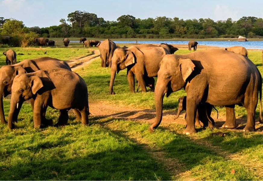 Maduru Oya National Park Wild Elephant
