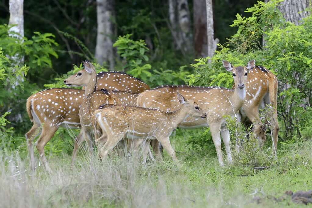 Maduru Oya National Park Deer