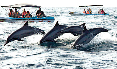 Kalpitiya Dolphin Safari