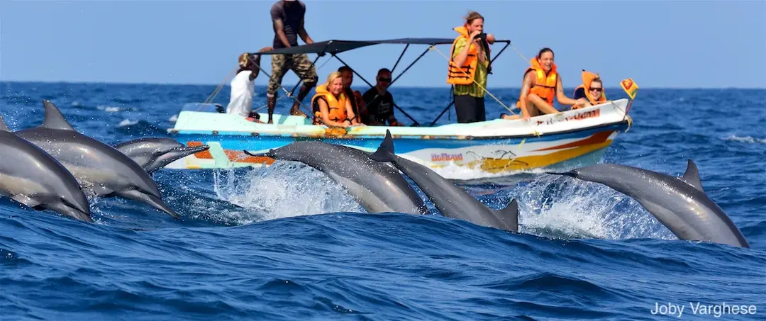 Kalpitiya Dolphin Safari