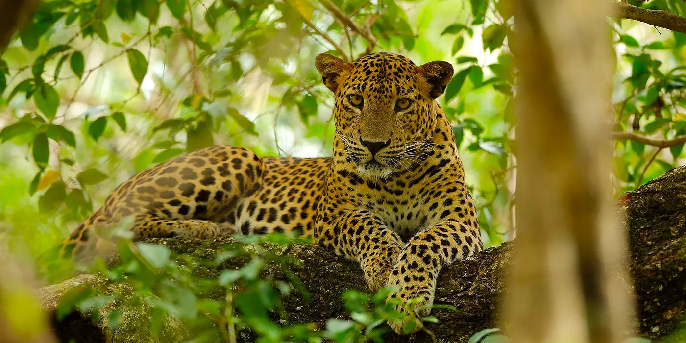 Leopard