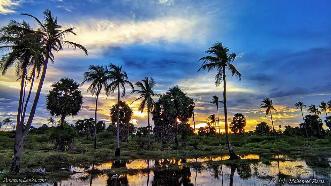 mannar