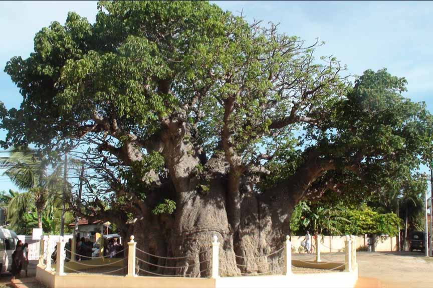 Baobab Tree