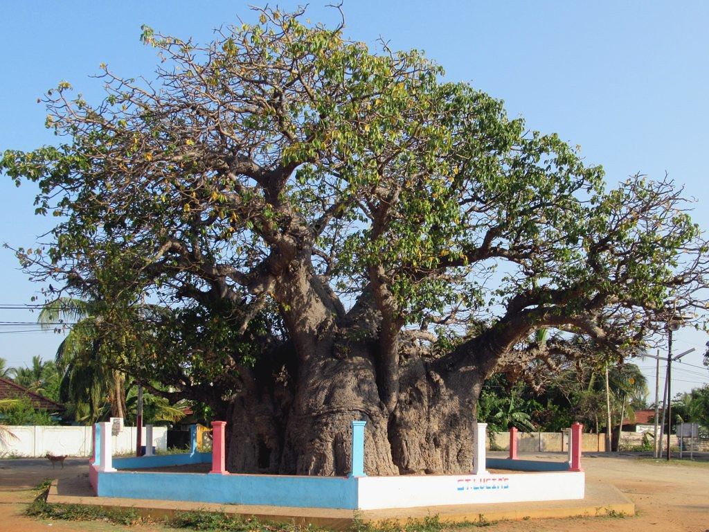 Baobab Tree