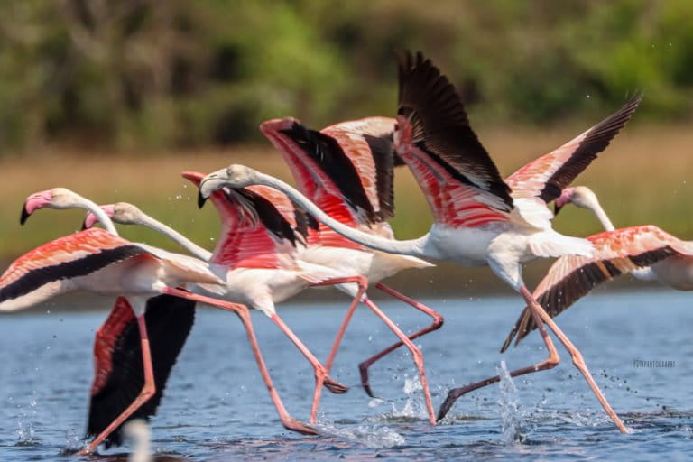Seasonal Flamingos