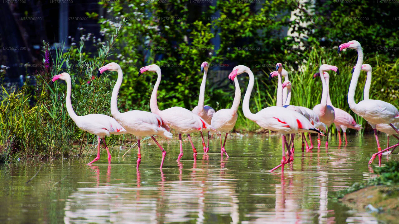 Seasonal Flamingos