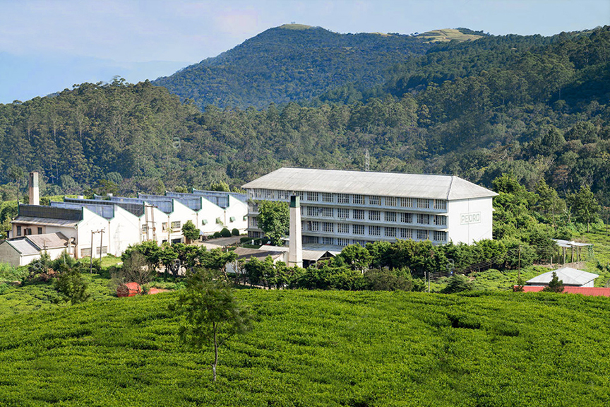 tea factory
