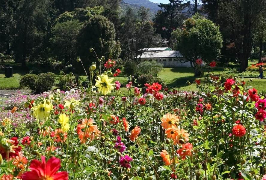 flower garden