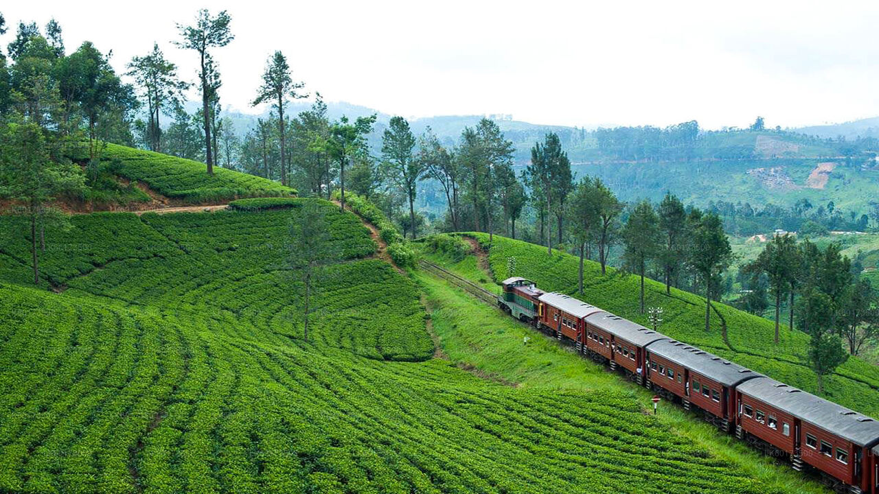 Train Ride to Ella