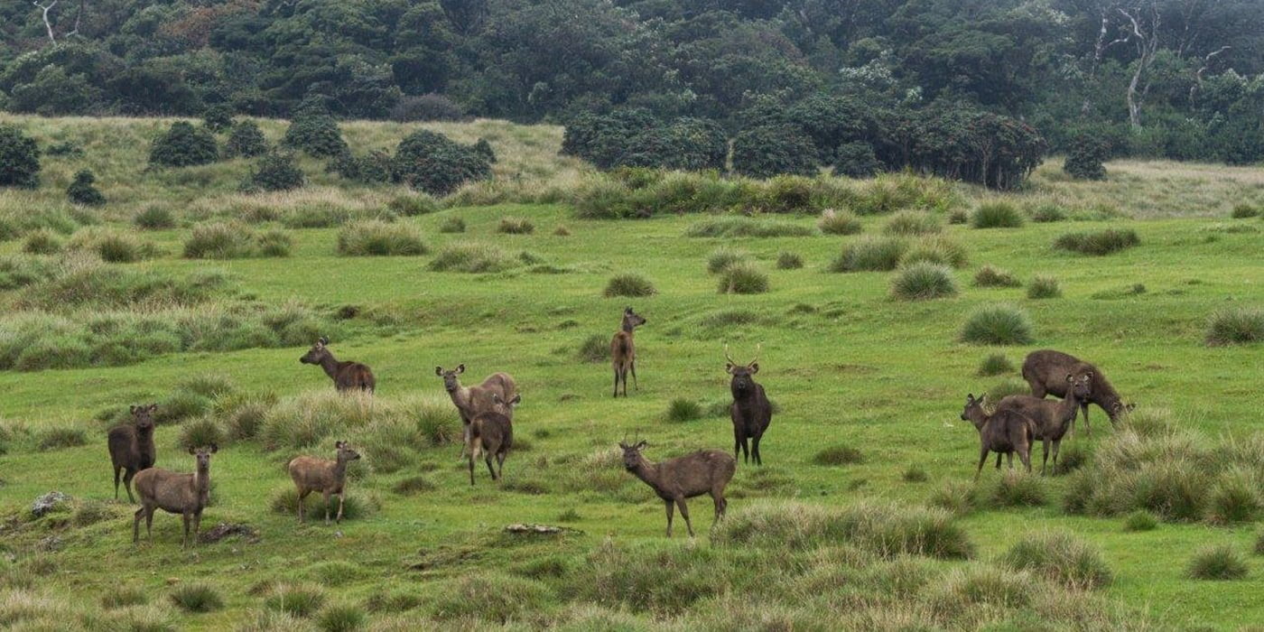 Hortain Plains