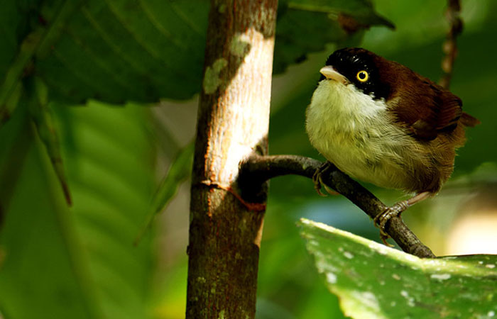 Dark-fronted Babbler