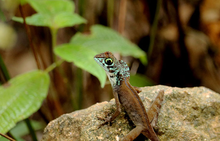 Hump-nosed Lizard