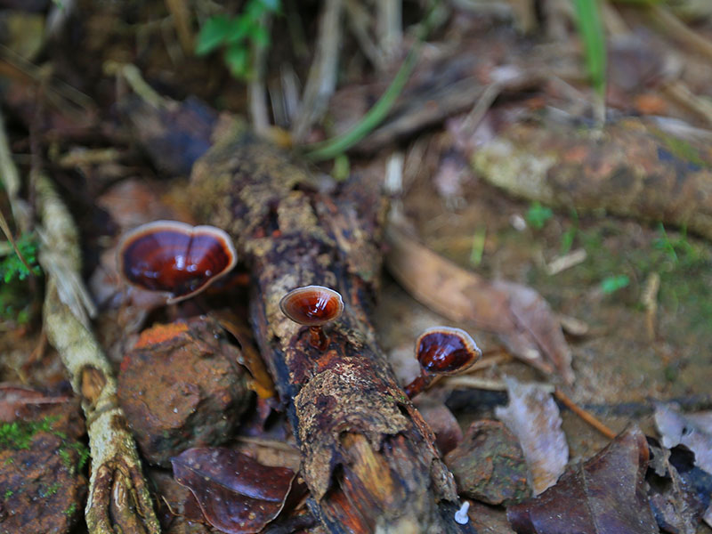 jelly ear mushrooms