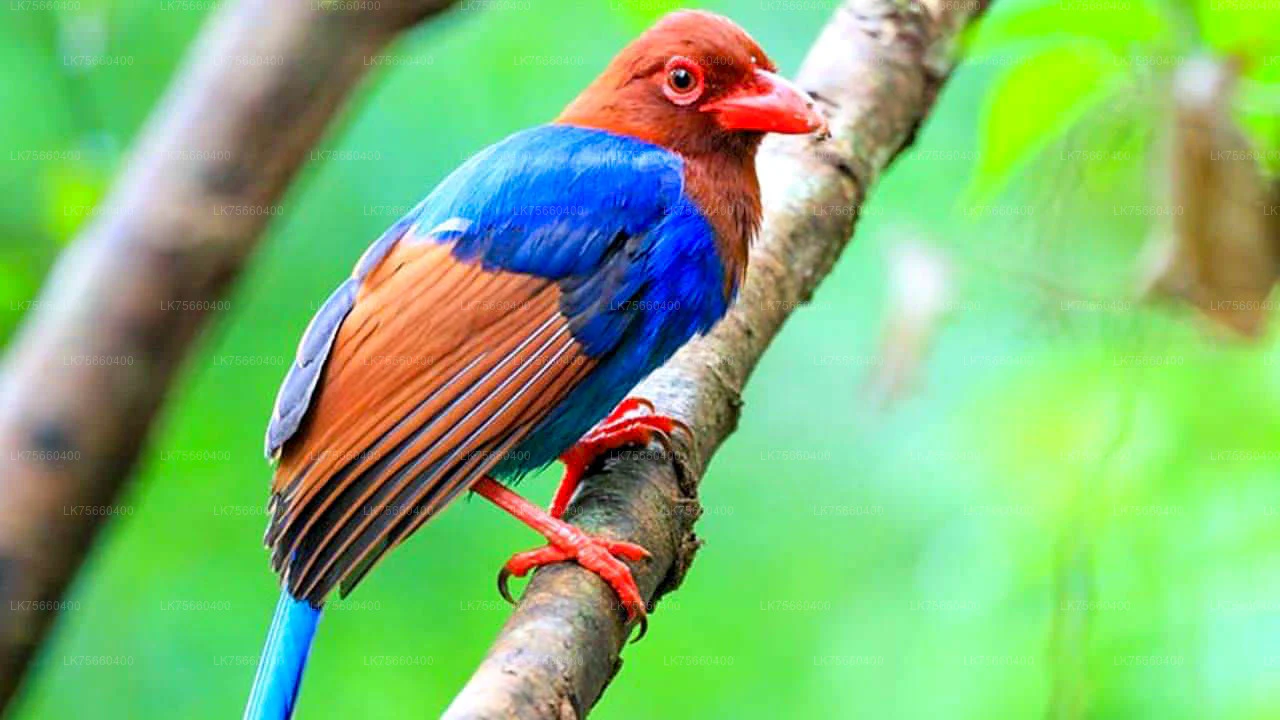 Malabar trogon