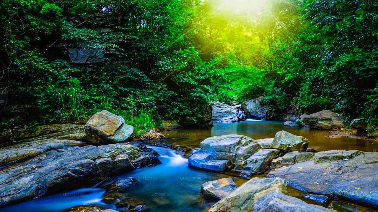 Sinharaja Rainforest