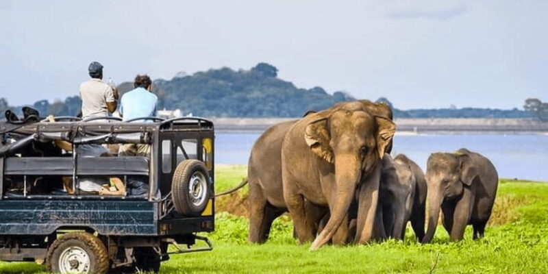 Elephant Safari