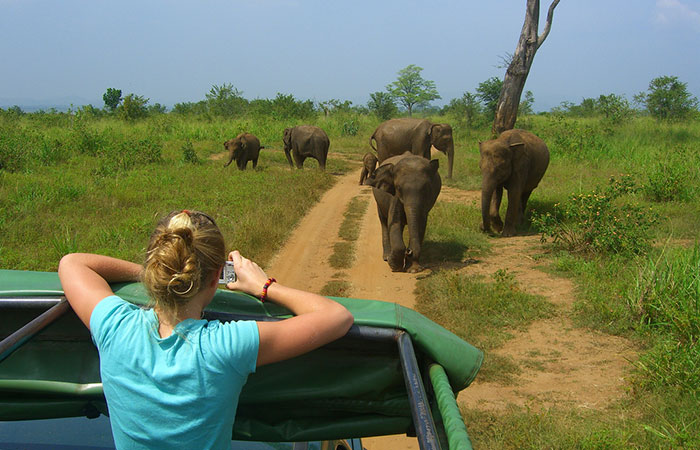 Elephant Safari