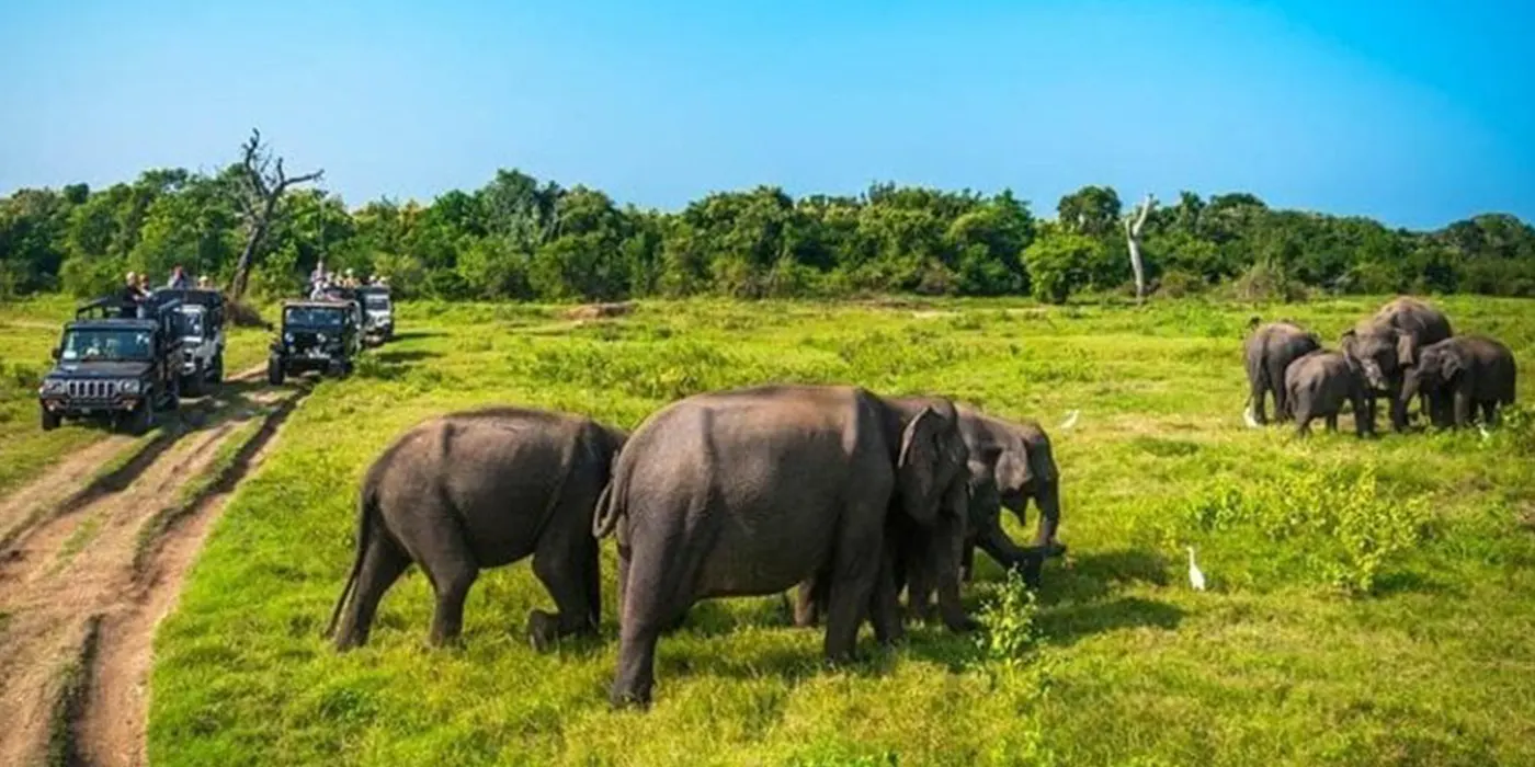 Minneriya safari