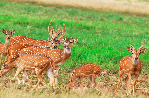 Deer