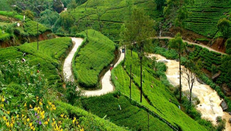 Hill Road with tea plantation