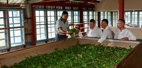 Tea factory visit
