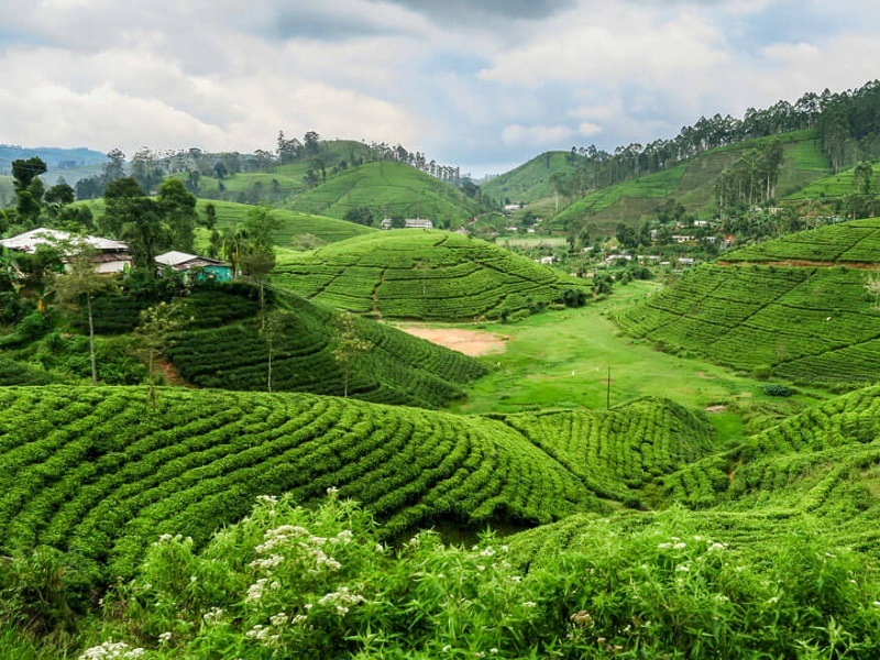 tea plantation