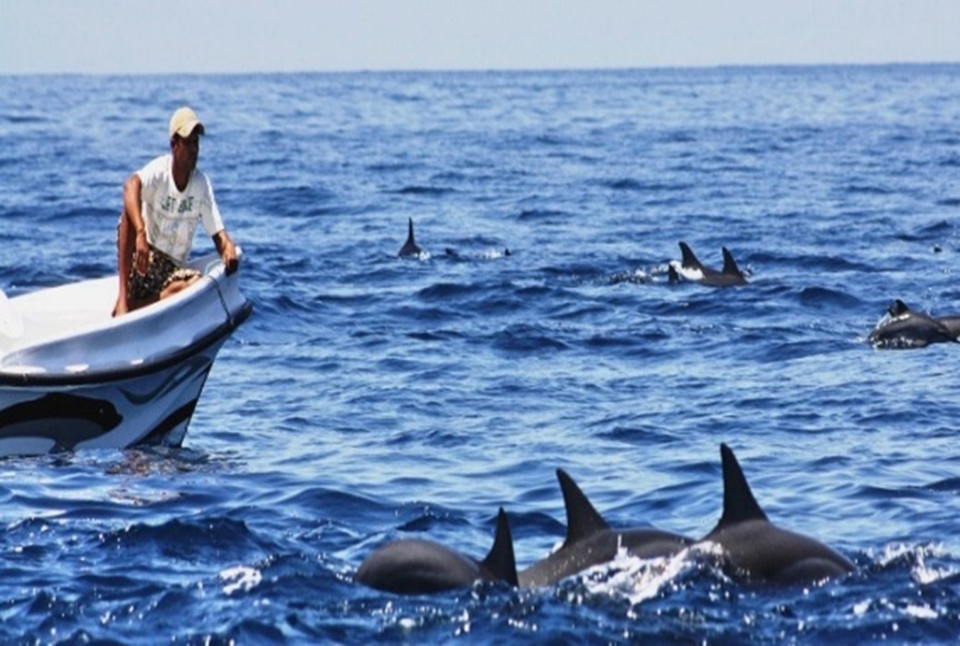 Dolphin Watching