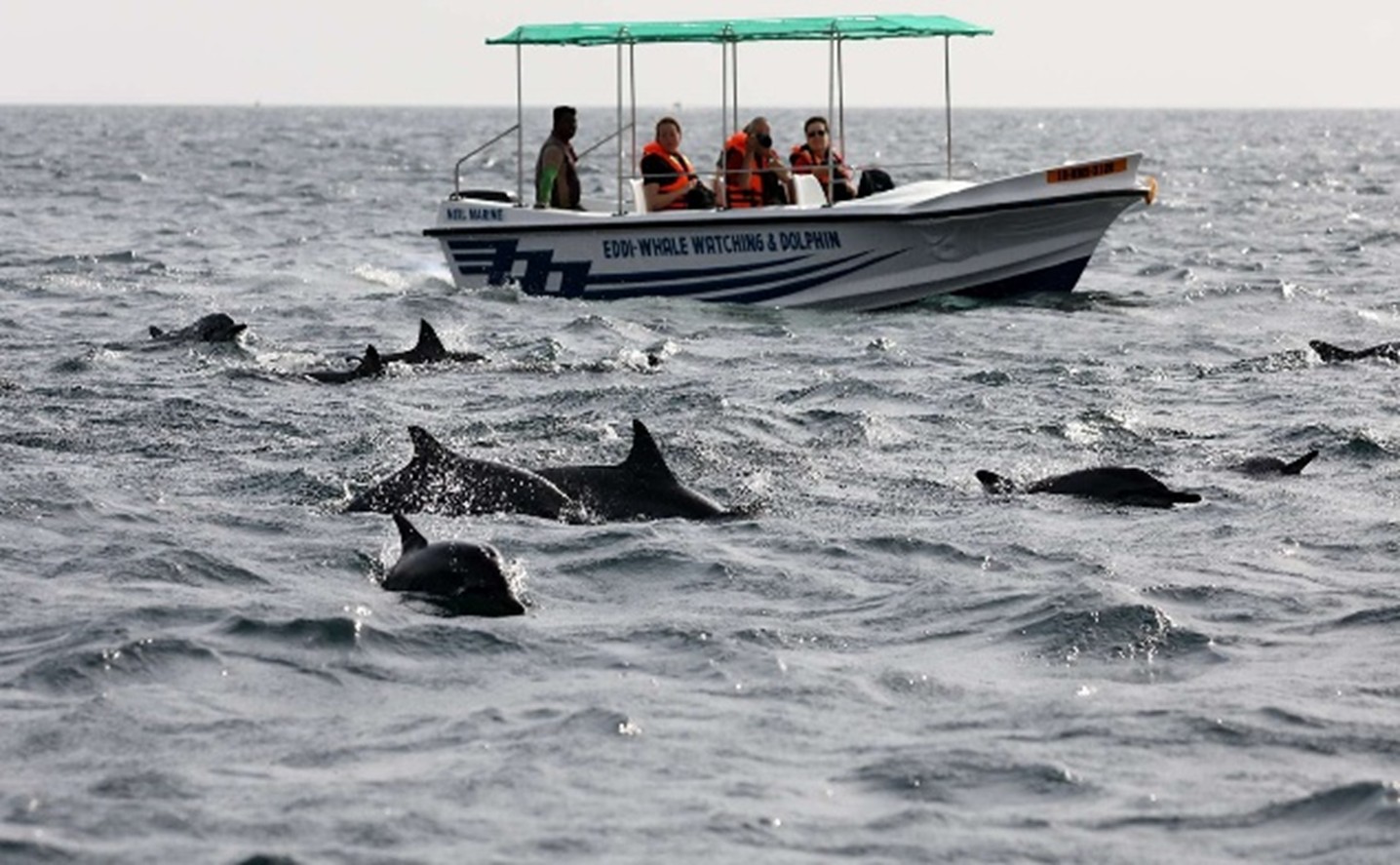 Dolphin Watching