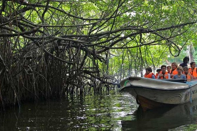 Lagoon Boat Ride Through Mangroves