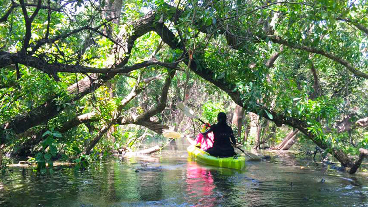 Lagoon Boat Ride Through Mangroves