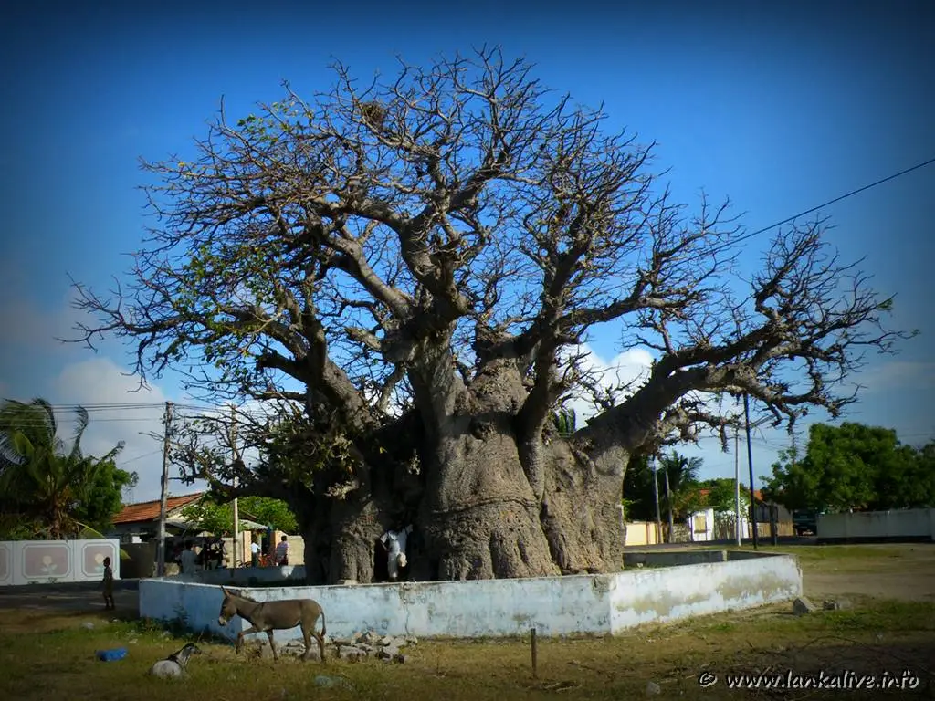 Ancient Baobab Tree