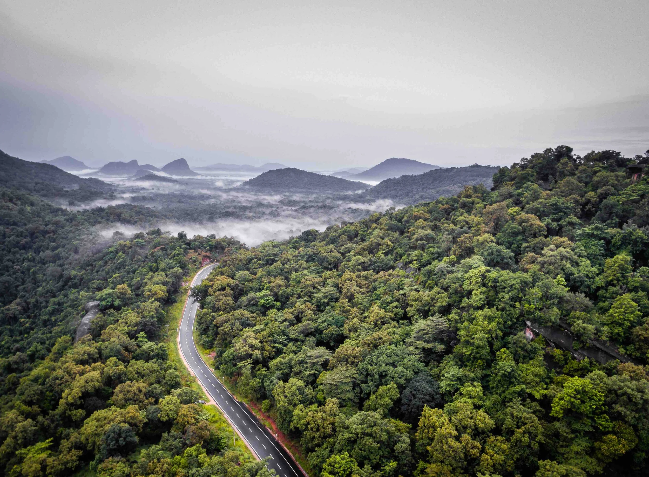 Jungle Drive
