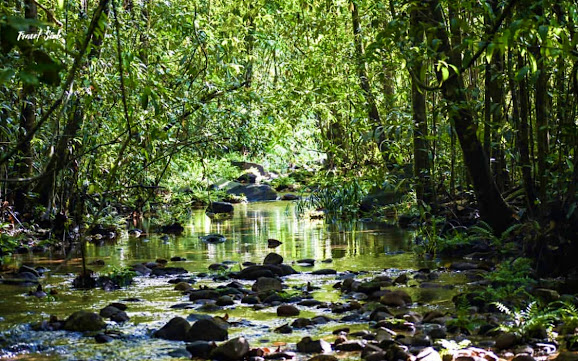 Rainforest Walk in Makandawa