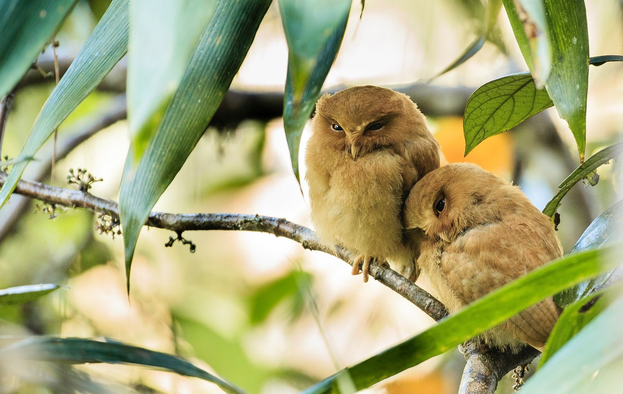 Serendib Scops Owl