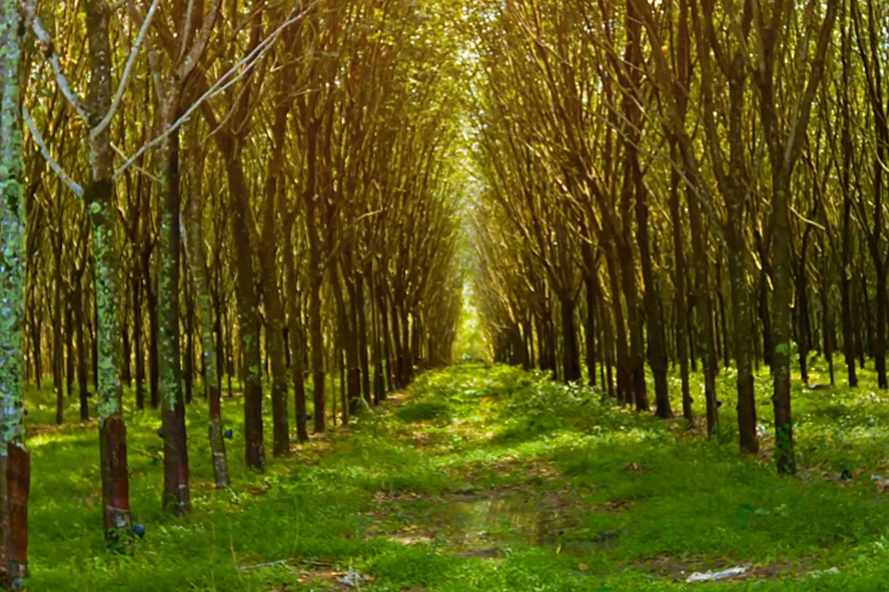 rubber plantations