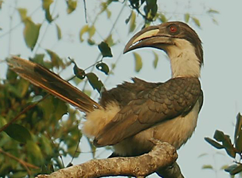 bird watching (Grey Hornbill)