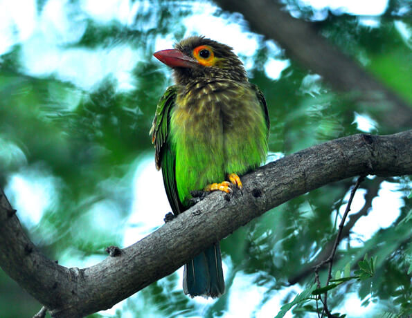bird watching (Malbar Barbet)
