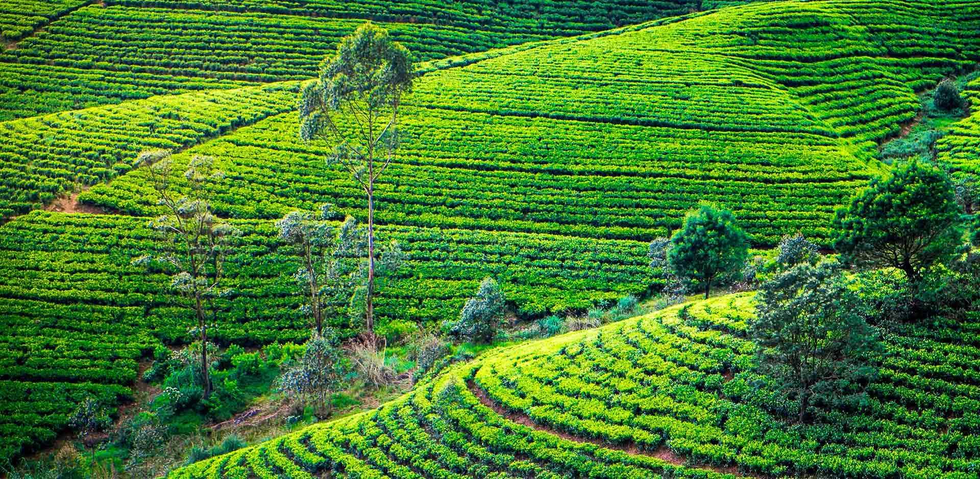 Tea Plantation