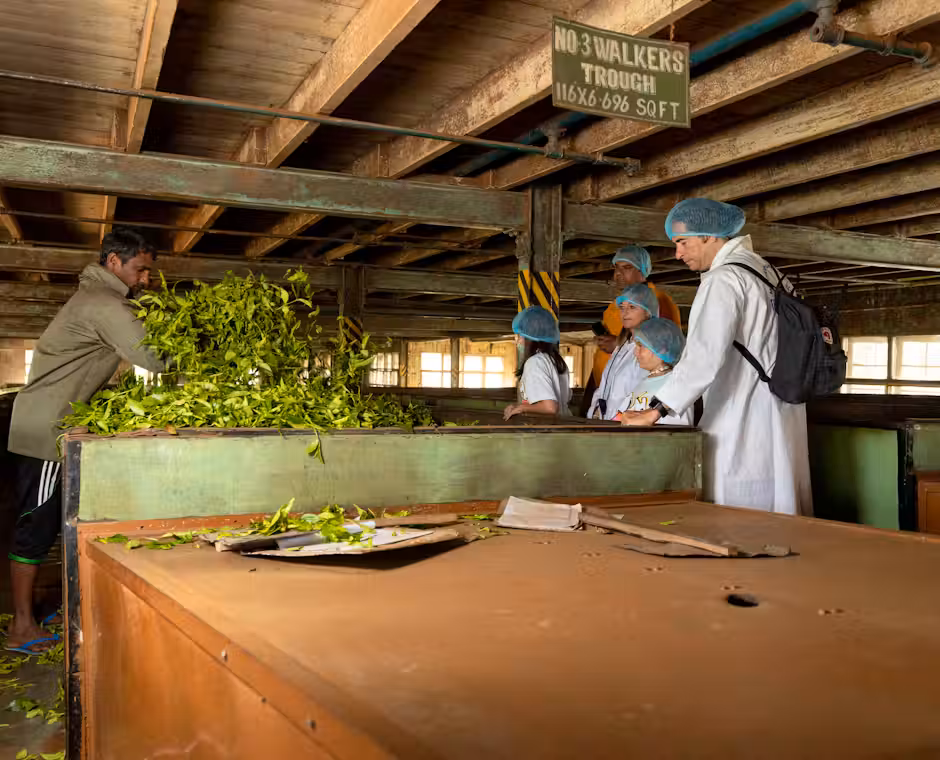 tea factory visit