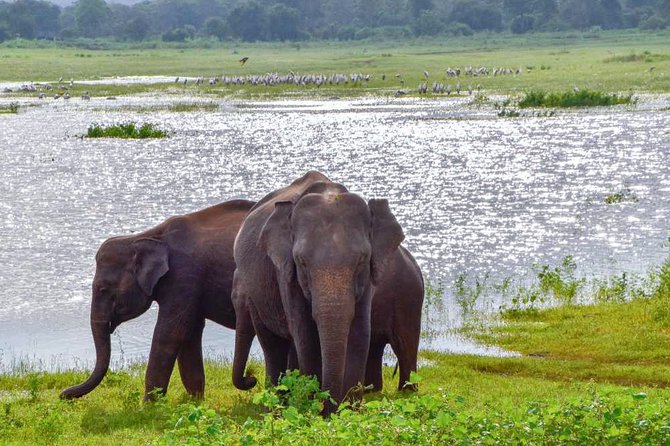 elephants