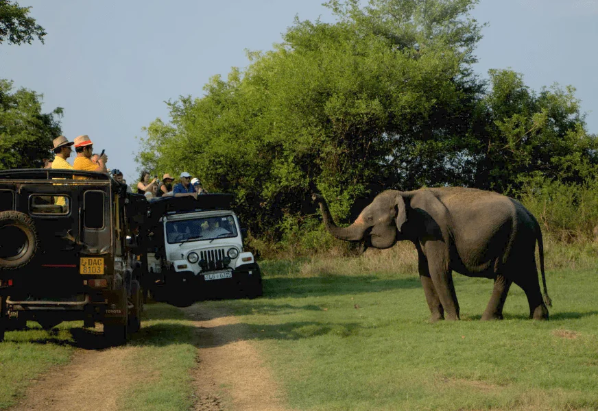 Jeep Safari