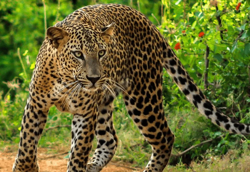 leopards