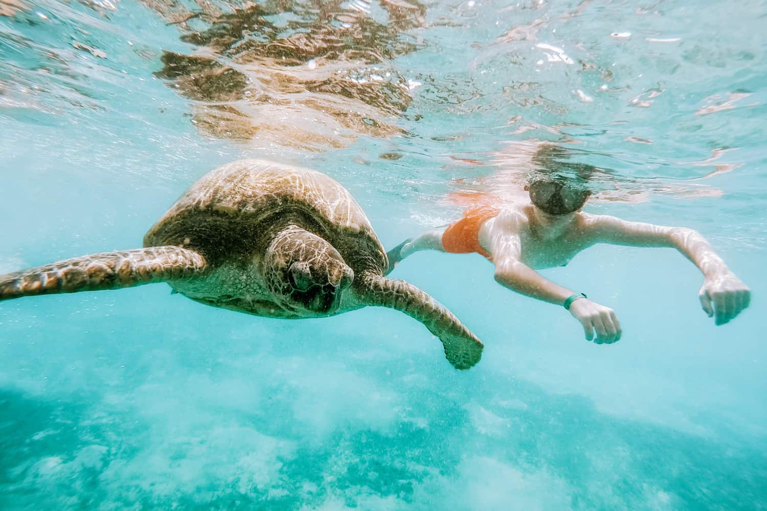 Snorkeling with turtles