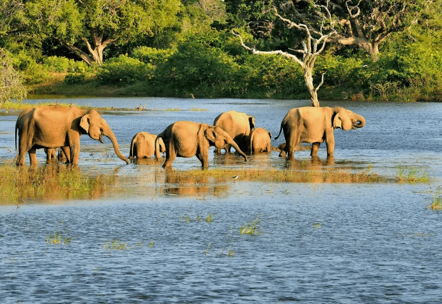 elephants