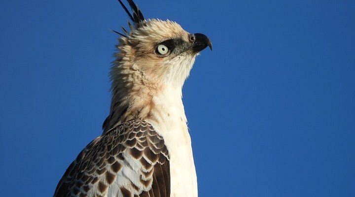Philippine Eagle