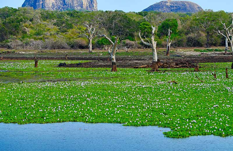 Chilaw Lagoon