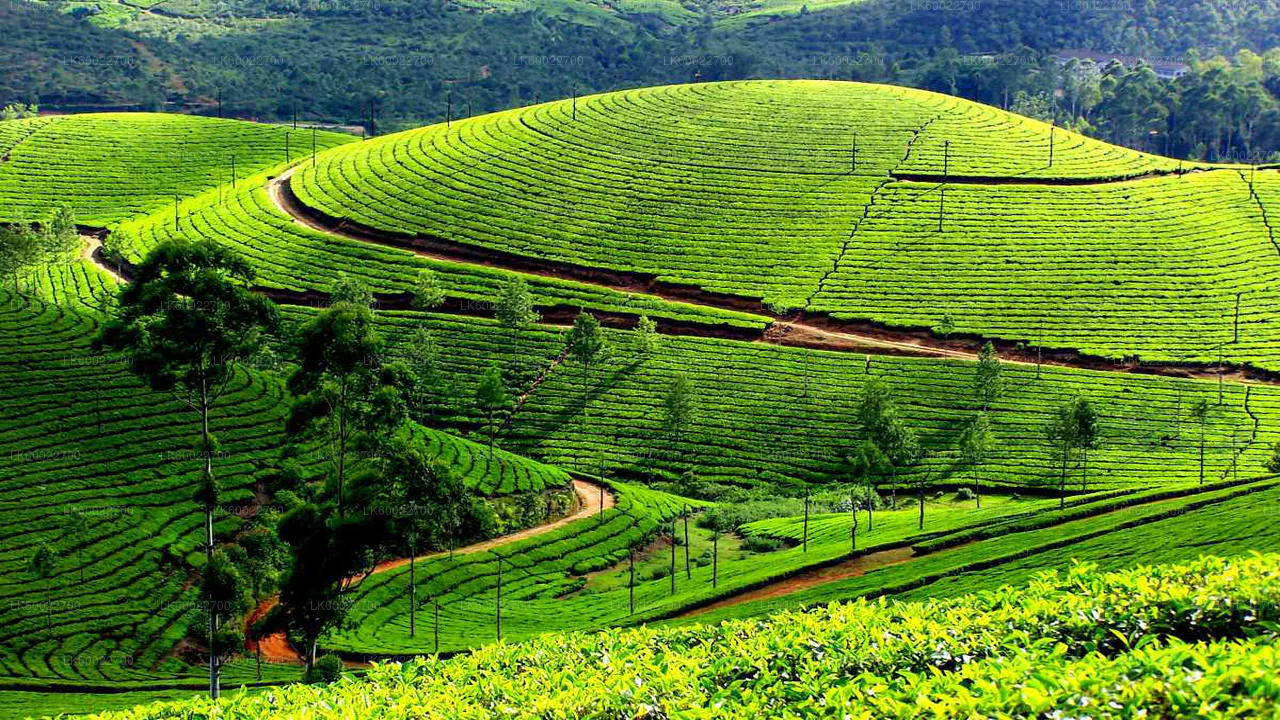 tea plantation