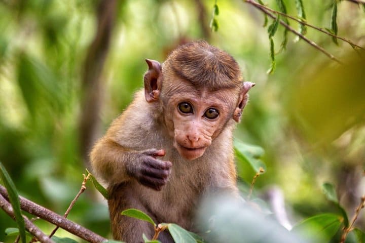 Monkey
