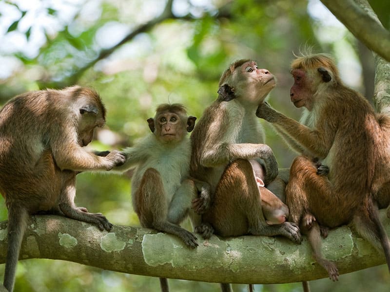 Monkey Kingdom